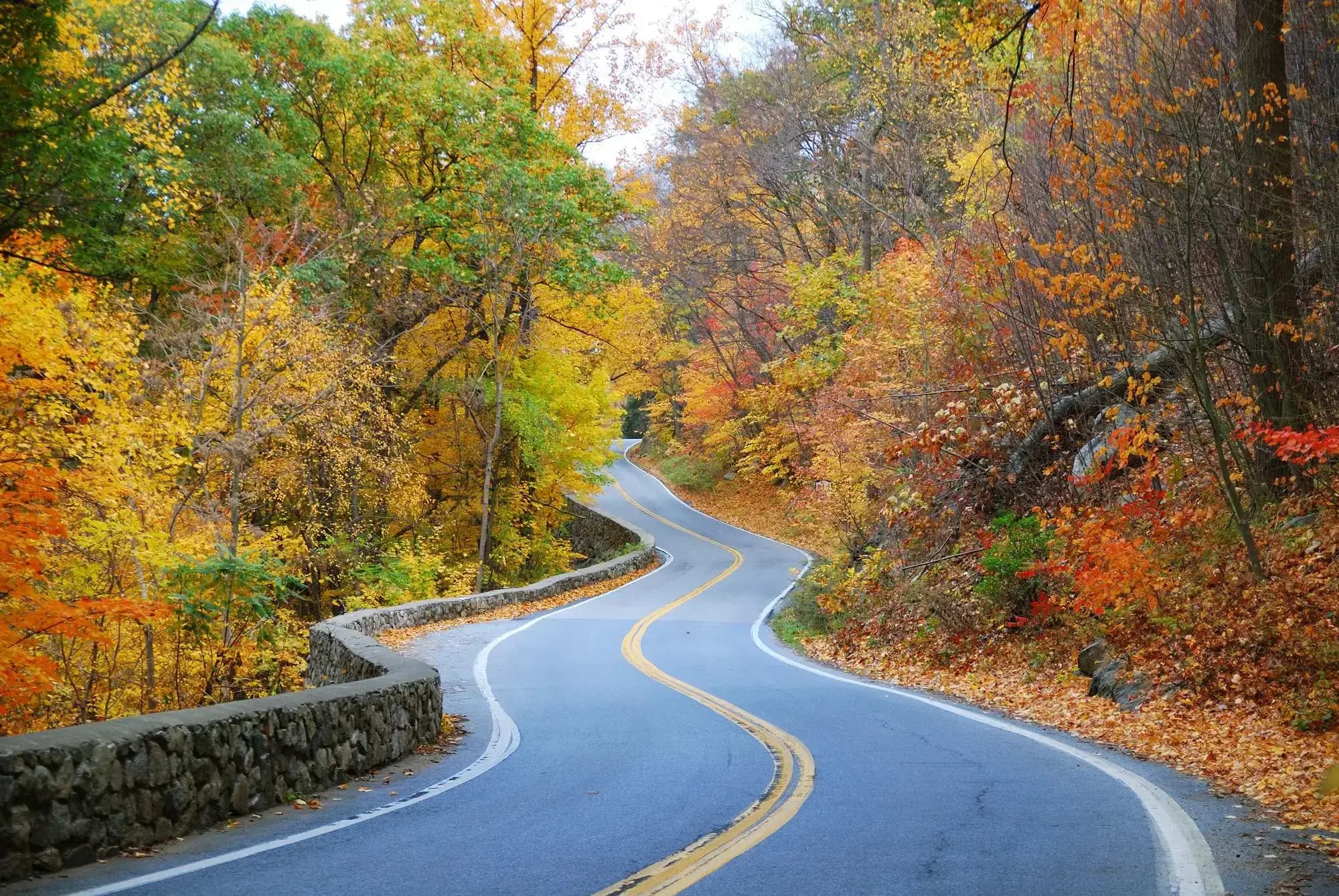 Winding Autumn Road