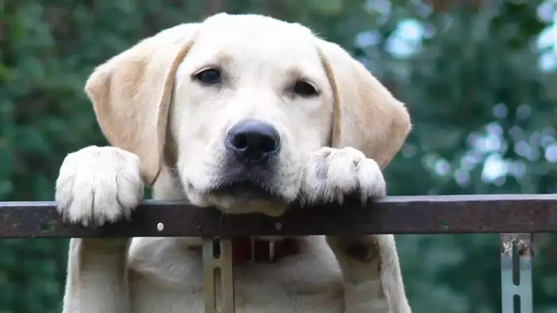 labrador-dog