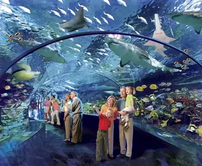 ripleys-aquarium-of-the-smokies